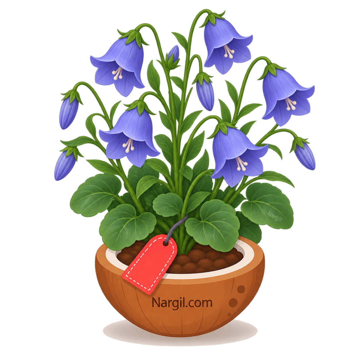 Nargil_Campanula Rotundifolia